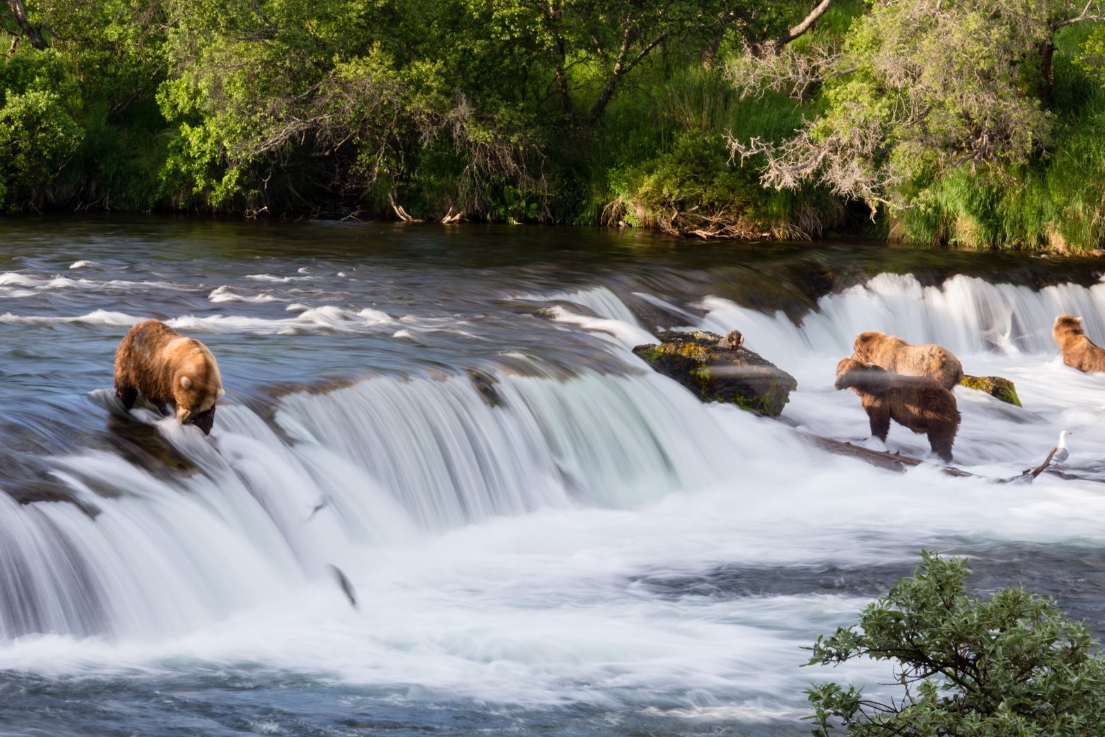 Several brown bears standing in white water at the lip of a river falls, one with a salmon in its jaws, forest on both banks