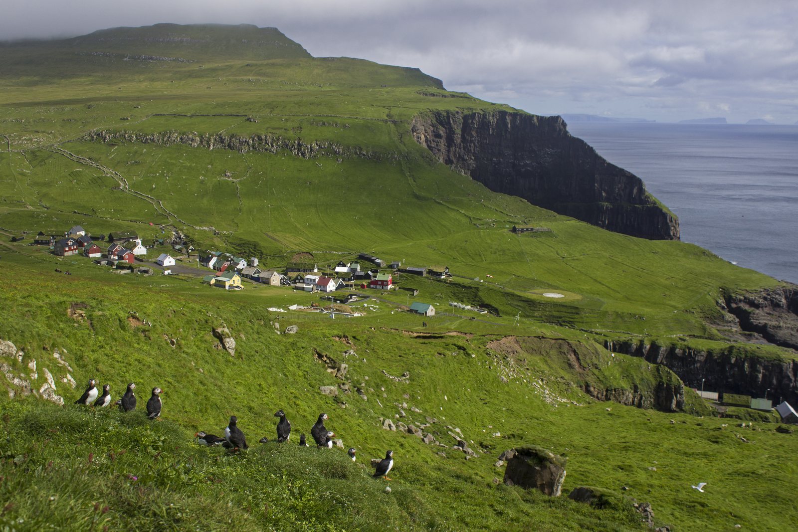 A scatter of small houses on a green slope above the sea, a high basalt headland behind, puffins standing in the foreground grass