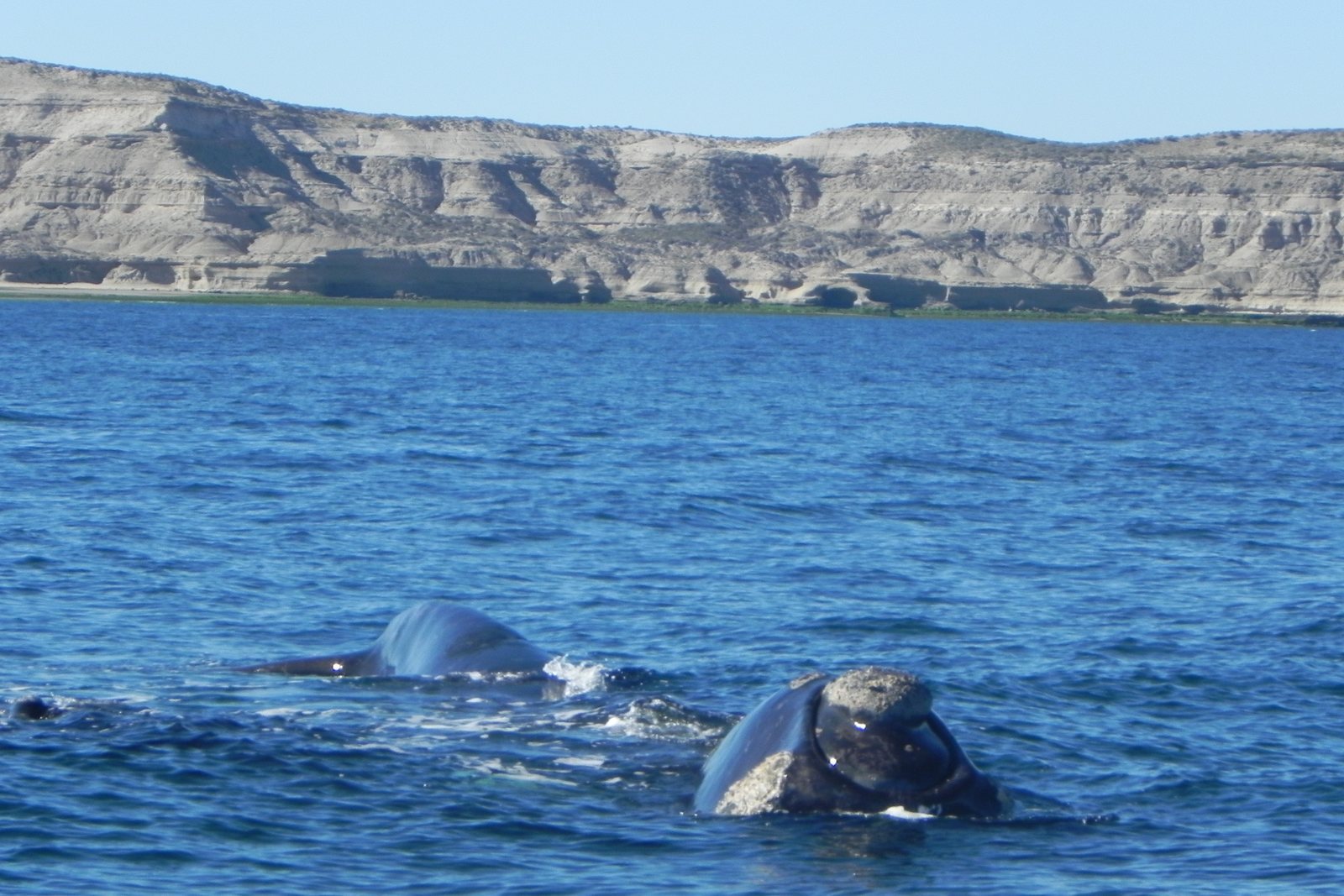 Two southern right whales at the surface, their callosity-marked heads breaking the swell, flat-topped sedimentary cliffs along the shore behind