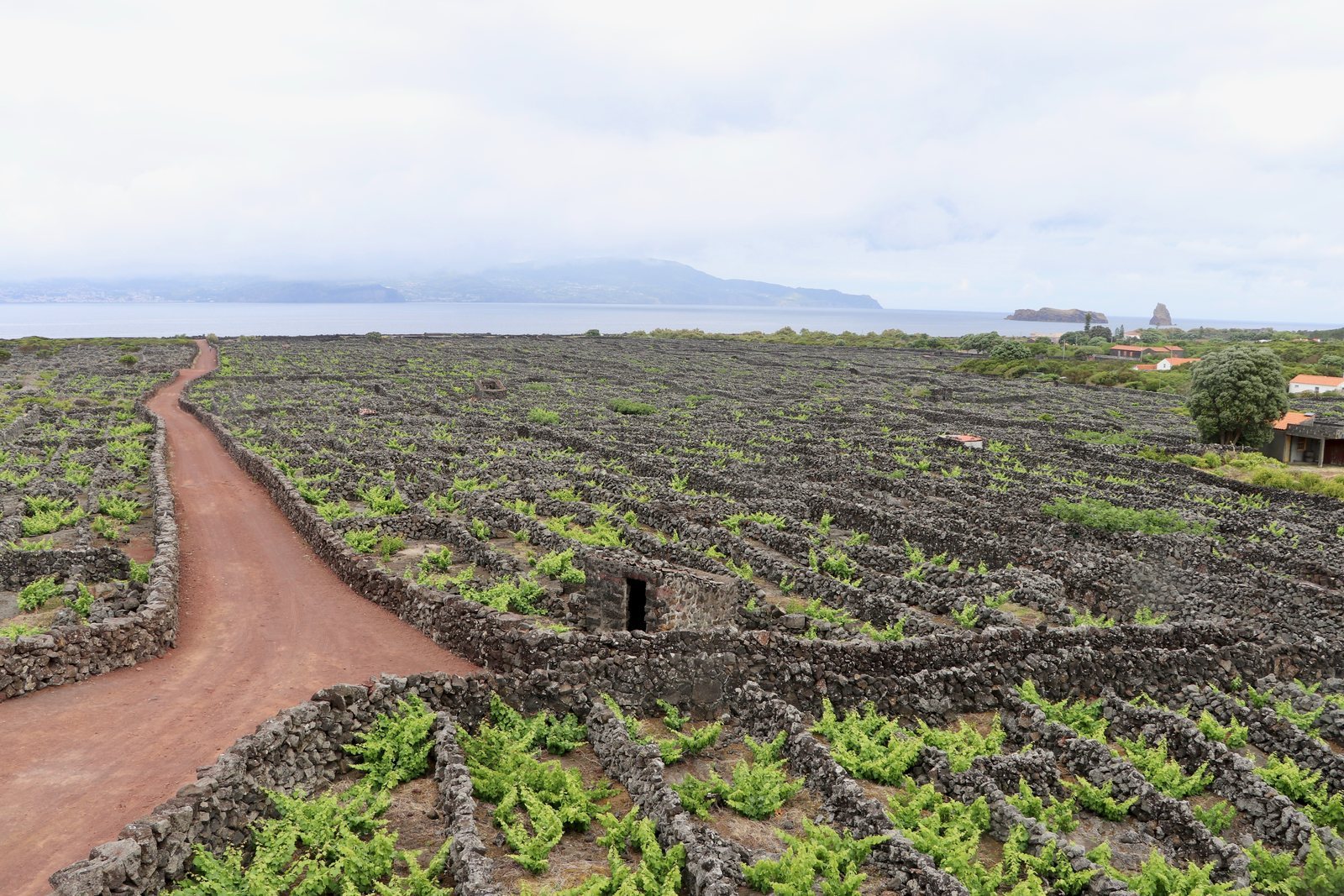 Small plots of vines enclosed by low black basalt walls across old lava ground, a red earth track running through them down to the sea
