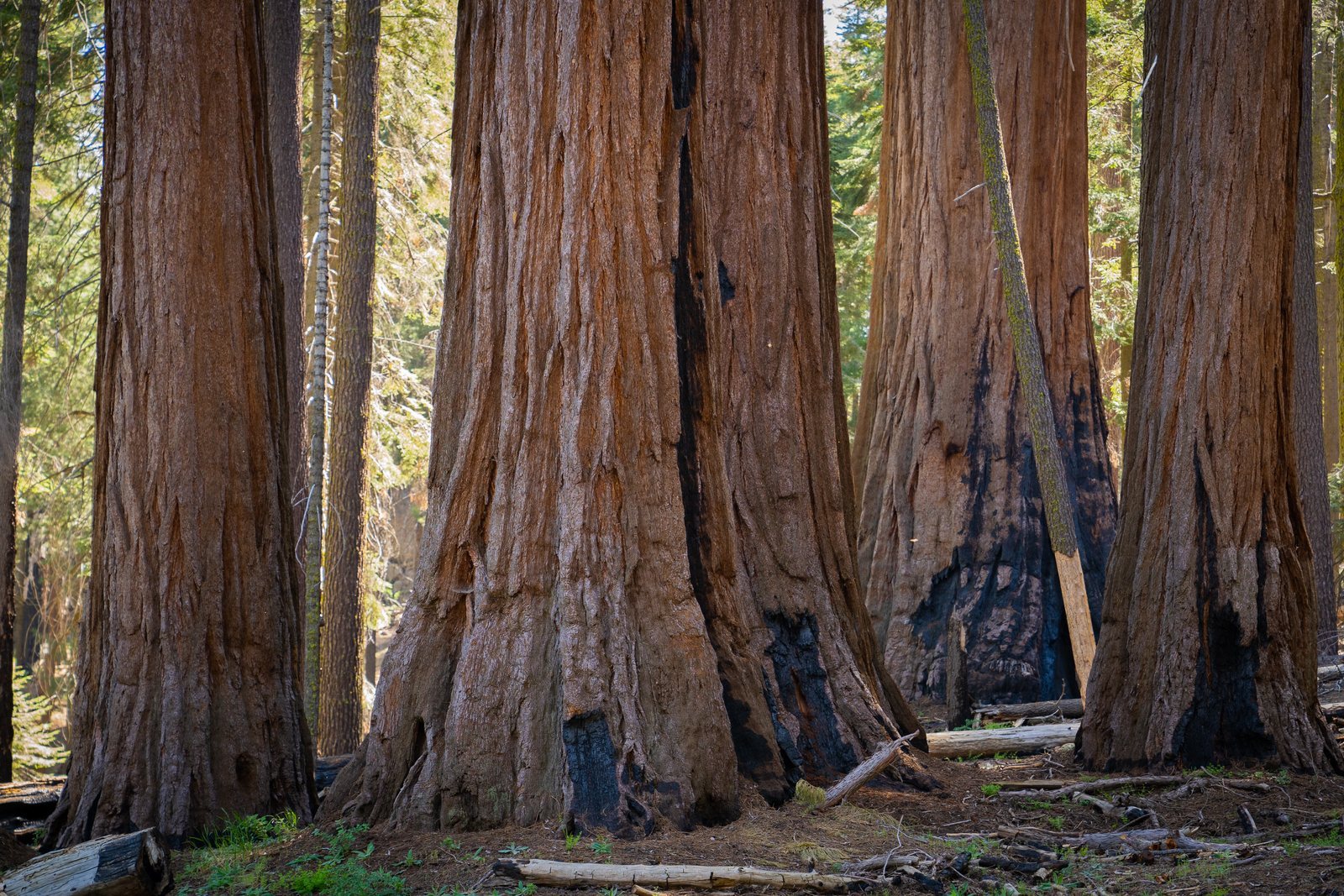 Giant sequoias standing close together, their cinnamon-red trunks far wider than the ordinary conifers growing between them